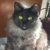 yoyocat230