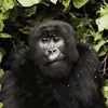 finallymonke