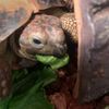 albertthetortoise05