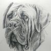 BOERBOEL TV