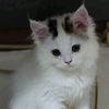 chimy_chimot