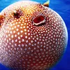 pufferfish230