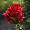 bahar36738