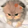 leyyangho06