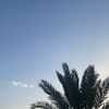 pllcv1