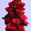 rihadhasan7