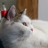juditmonogatari