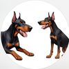 fogthedoberman