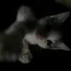 soft.angell.9