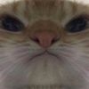 spookycrunchy