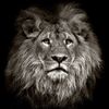 thelionsecho