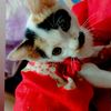suraiya12345680