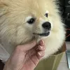 ankineyvn