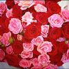 maria_270672