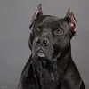 demonuga2021