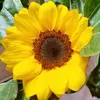 Bình Yên🌻🌻🌻🌻🌻🌻🌻🌻🌻