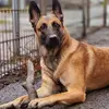 malinois_luna