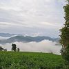 thuanchil28