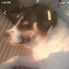 petlover047
