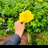 .ki.deya.mon.karil