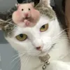 chomngo