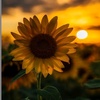 african_sunflower19