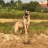 kangal_alabaivietnam76
