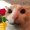 ngchith_anh