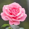 m_so89