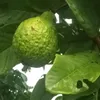 hekdvvdjedn