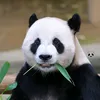 meoandua_