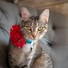 katnisseverdeenthecat