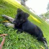 nova_caine28