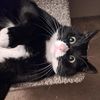 123_meow_