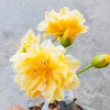 dangthanhtruong2001