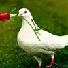 morwa_ledi