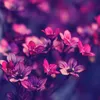 serenity_luz_de_luna