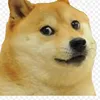 dogeee11
