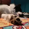 priscadistefano88