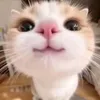 ptoannn_2906