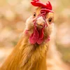 suppenhuhn2002