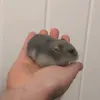 beanthehamsterofficial