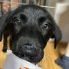 aki_doggo_lover