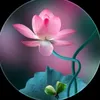 huynhtran045