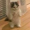 .animalloverr_