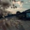 thanhbil1