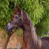 alawi3535