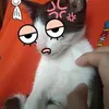 dy3gi2pckl9s