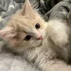 kittyyy_773