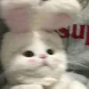 loverkitty24
